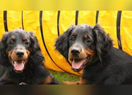 2 liebenswerte Gordon Setter aus Liebhaberzucht suchen Kuschelpartner