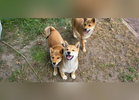 Shiba inu Welpen.   vom Haus Joe   ,Liebhaberzucht