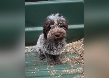 Lagotto Romagnolo Welpen, 4 Hündinnen suchen ein Zuhause