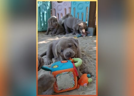 Labrador Aussiedor Welpen aus liebevoller Zucht