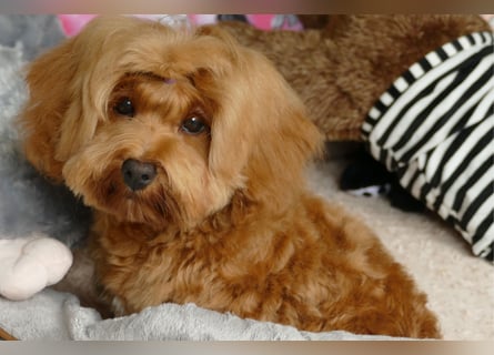 Wunderschöne Havapoo Welpen ähnlich Maltipoo (Toypudel/Zwergpudel + Havaneser)