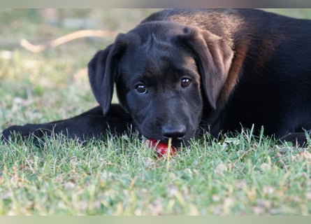Labradorwelpen