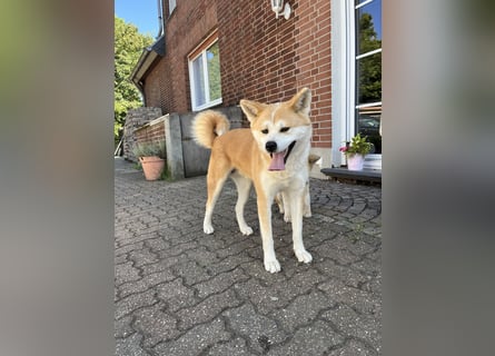Akita Inu Welpen