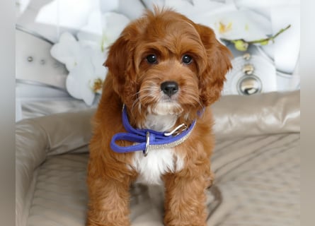 Wunderschöne Cavapoo Welpen F1 (Toypudel/Zwergpudel + Cavalier King Charles Spaniel) mit Ahnentafel