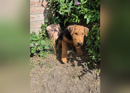Airedale Terrier Hündin