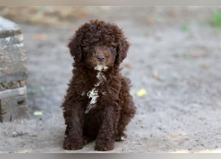 Lagotto Romagnolo