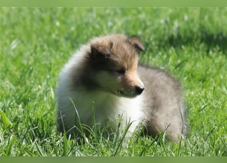 Collie Langhaar Welpen aus liebevoller VDH-Zucht