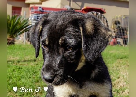 In der Nähe von Köln Traumhund Ben sucht ein Zuhause