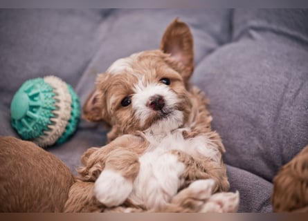 5 Wunderschöne Maltipoo-Welpen suchen ein neues, liebevolles Zuhause!