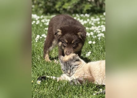Tolle Australian Shepherd Welpen suchen Ihre Herzenfank