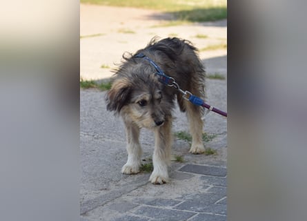 Verschiedene tolle Fellnasen  suchen ein  Zuhause