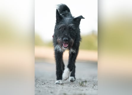 Süsse Phoebe sucht ihr Für-Immer-Zuhause!