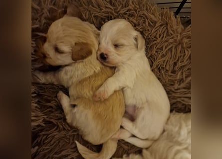 Havapoo Pudel Havaneser-ShihTzu