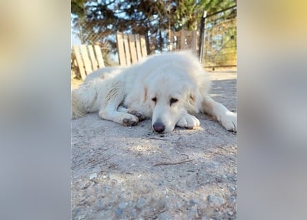 Mr. White: Ein liebevoller XXL-Teddybär sucht ein Zuhause zum Kuscheln