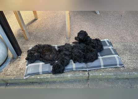 Unsere Kleinpudel welpen sind bereit für ihr neues Zuhause!