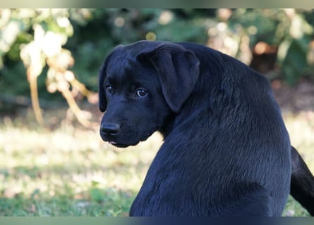 Labradorwelpen