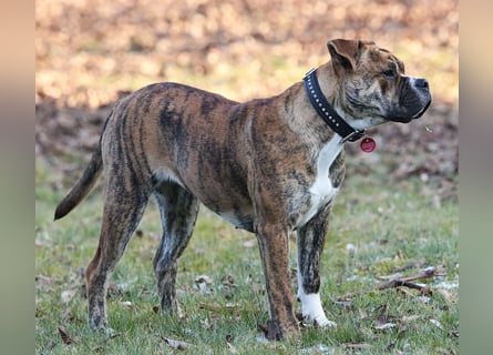 Continental Bulldog Hündin