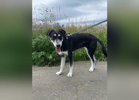 Raio sucht seinen Hof