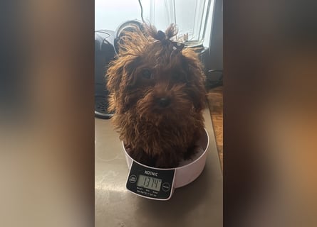 Pudel sehr kleine Hündin Asiatische Linie  Schosshund