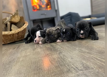 Old Englische Bulldogge Welpe