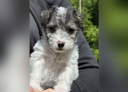 Wunderschöne Parson Jack-Russell Terrier Welpen, aus liebevoll. Hausaufzucht