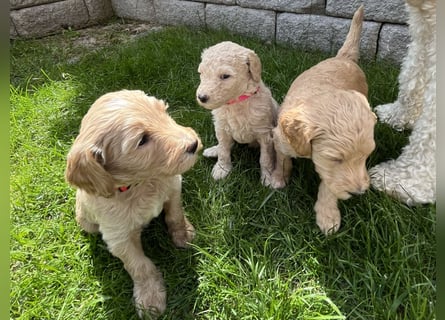 Goldendoodle F1b Welpen F1bb -apricot hell dunkel
