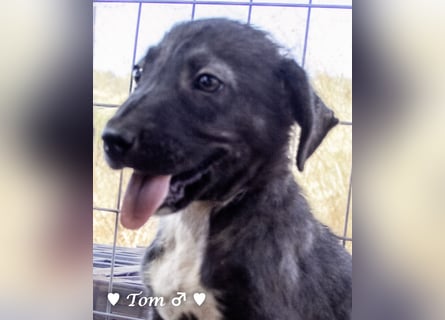 Teddy und seine Geschwister suchen ab September ein Zuhause