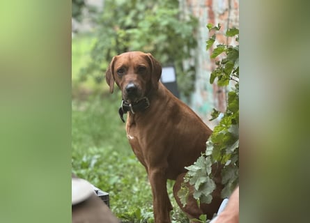 8 Labrador Retriever Rhodesian Ridgeback Welpen in Sonderfarbe seal