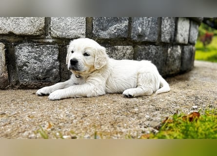 Wesensfeste leinenführige Golden Retriever Welpen mit Stammbaum