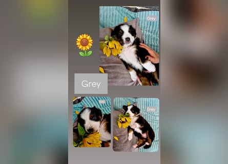 Australian Shepherd Wurfankündigung