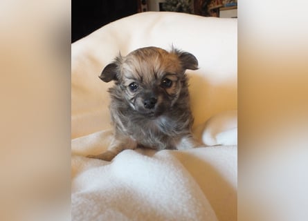 eine Hand voll Glück - Chihuahua Welpen RESERVIERT