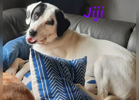 Jiji 07/2023 (in Deutschland) - ruhige und sanfte, wundervolle junge Hündin!