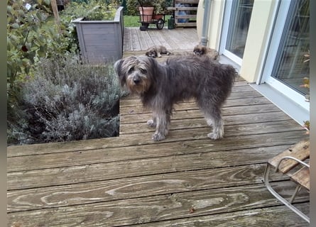 Welpen Hütehund Schäferhund Berger des Pyrenees