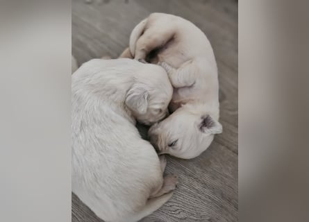 Golden Retriever Welpen aus verantwortungsvoller Zucht