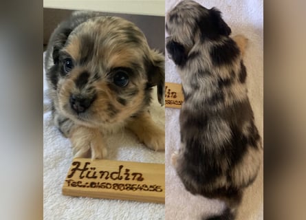 Chihuahua Welpen ab 22.08 abzugeben