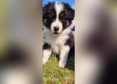 Australian Shepherd Welpen tricolor – Abgabe ab dem 28.05.2025