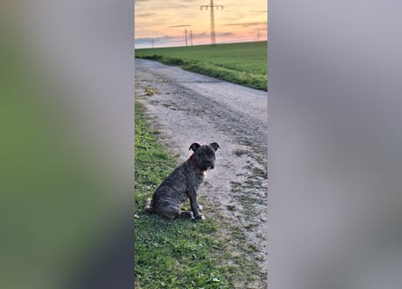 Old Englische Bulldogge Welpe