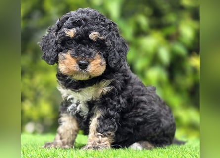Cavapoo welpen