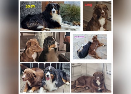 Australian Shepherd Wurfankündigung