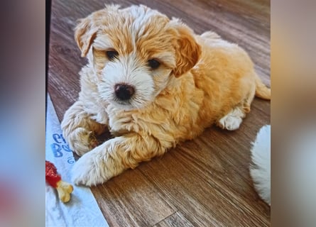 Welpen Malteser Rasse mit Foxterrier Rasse