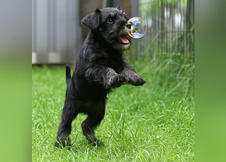 Molly - bezauberndes Zwergschnauzer- Mädchen sucht ab sofort ihr Für-Immer-Zuhause