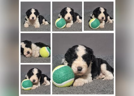 Aussiedoodle Traum ! Bezaubernde Welpen in tollen Farben aus erfahrener+überprüfter Familienaufzucht