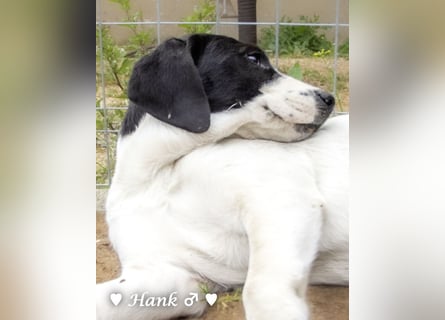 Holly und Hank  suchen ab sofort ein Zuhause