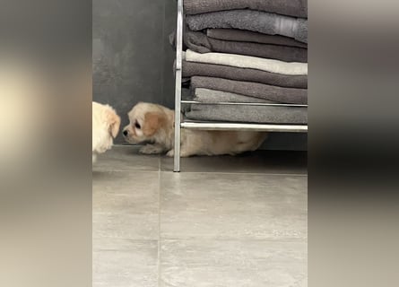 Maltipoo - Welpen - Rüden und Hündin