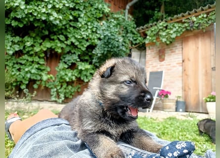Topverpaarung Deutscher Schäferhund Welpen reinrassig Leistungslinie DDR HD/ED frei!