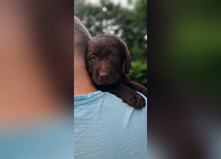 Labradoodle Welpen