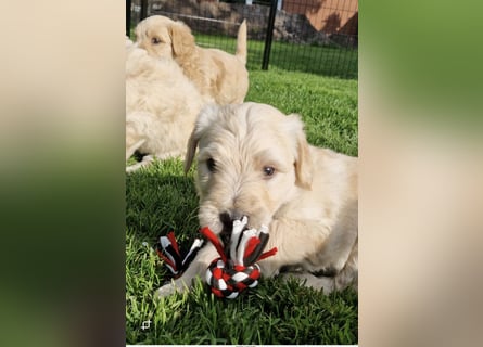 Labradoddle F1