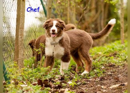 Australian Shepherd Welpen Rüden, ASCA