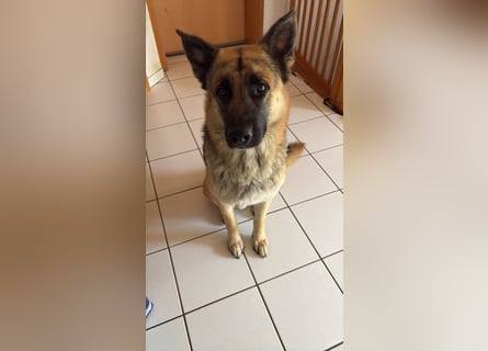 2 liebevolle Schäferhunde suchen ein zu Hause
