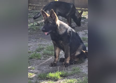 Dunkelgraue Schäferhunde aus Kör-u.Leistungzucht